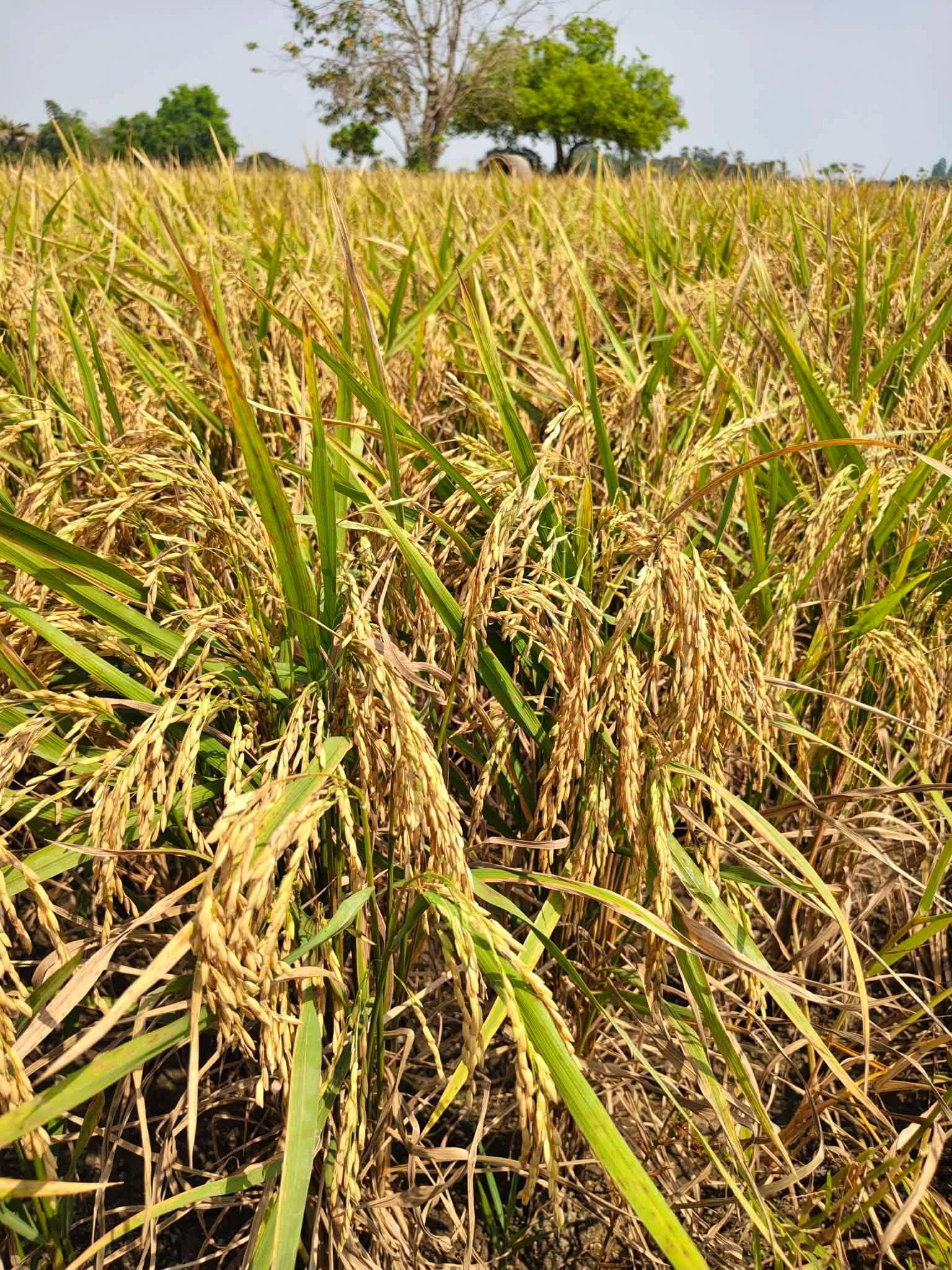 📣📣เปิดฤดูกาลทำนาในช่วงน่าแล้ง 3