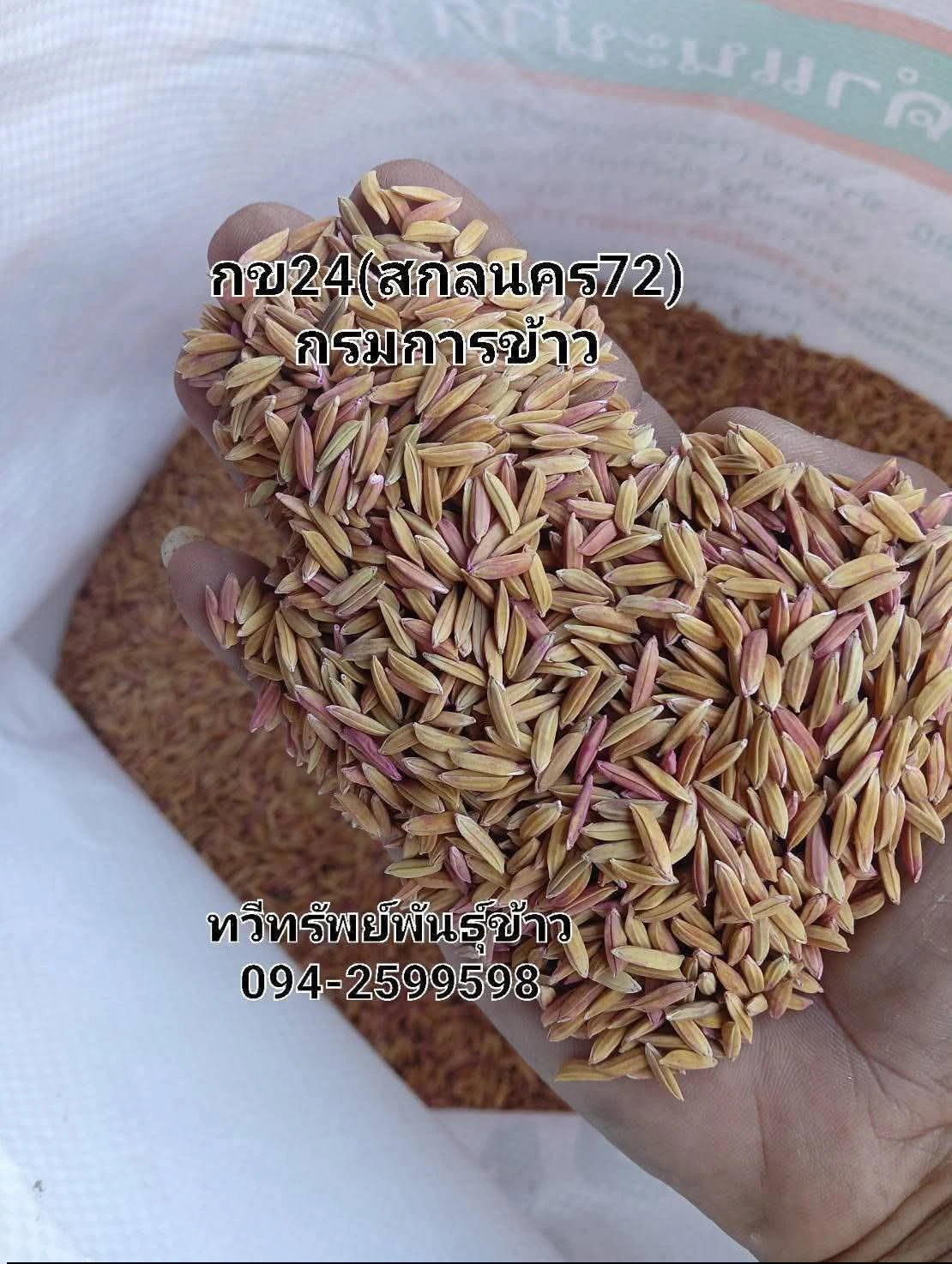 #กข24สกลนคร72 2