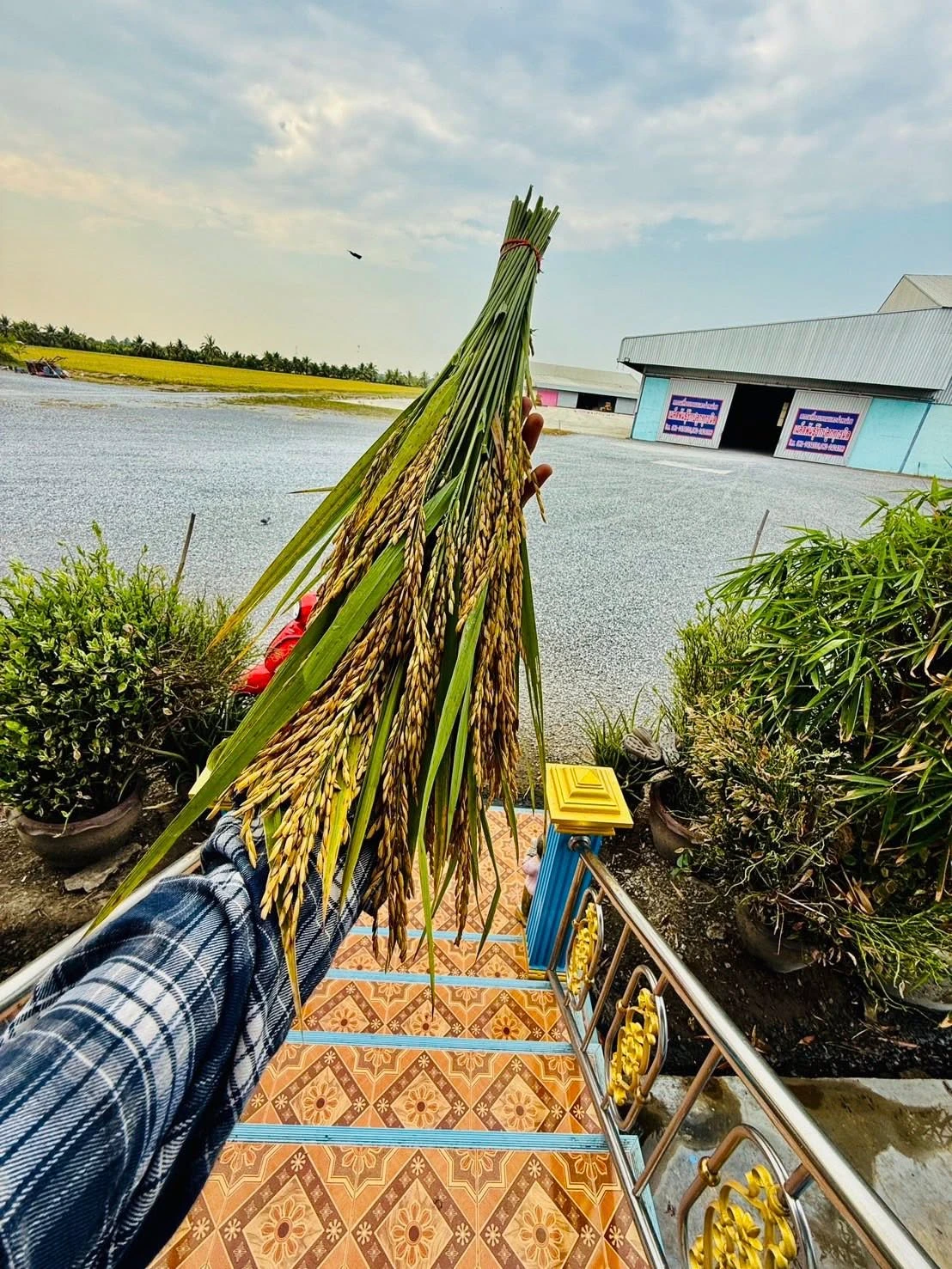 🌾 ข้าวไฮเทค (พร้อมแช่ 20 เม.ย.) 🌾 3