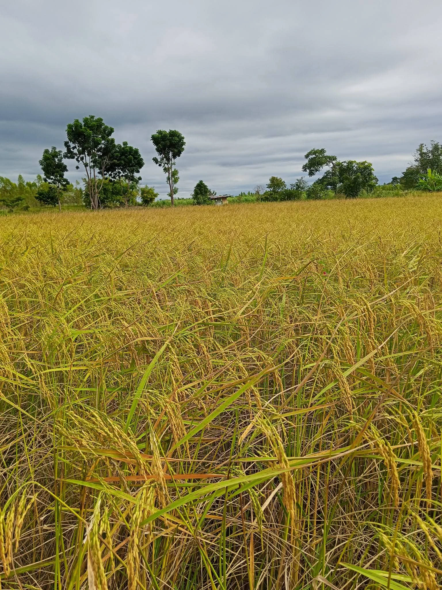 เริ่มต้นฤดูกาลใหม่ด้วยเมล็ดพันธุ์ 5