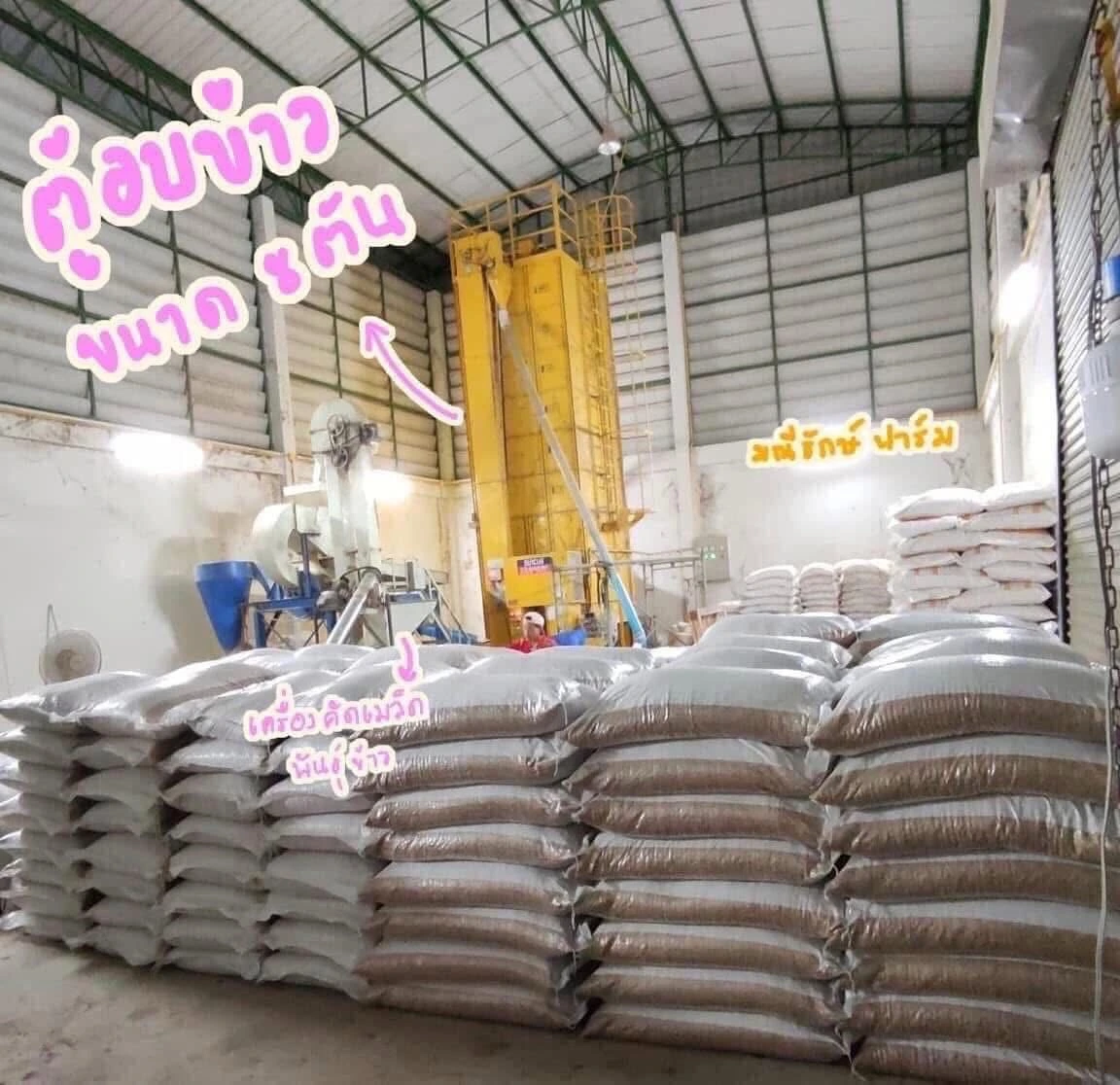 📍เปิดจอง “พันธุ์ข้าวปลูก กข 43, หอมมะลิ 105” แท้❗️ 5