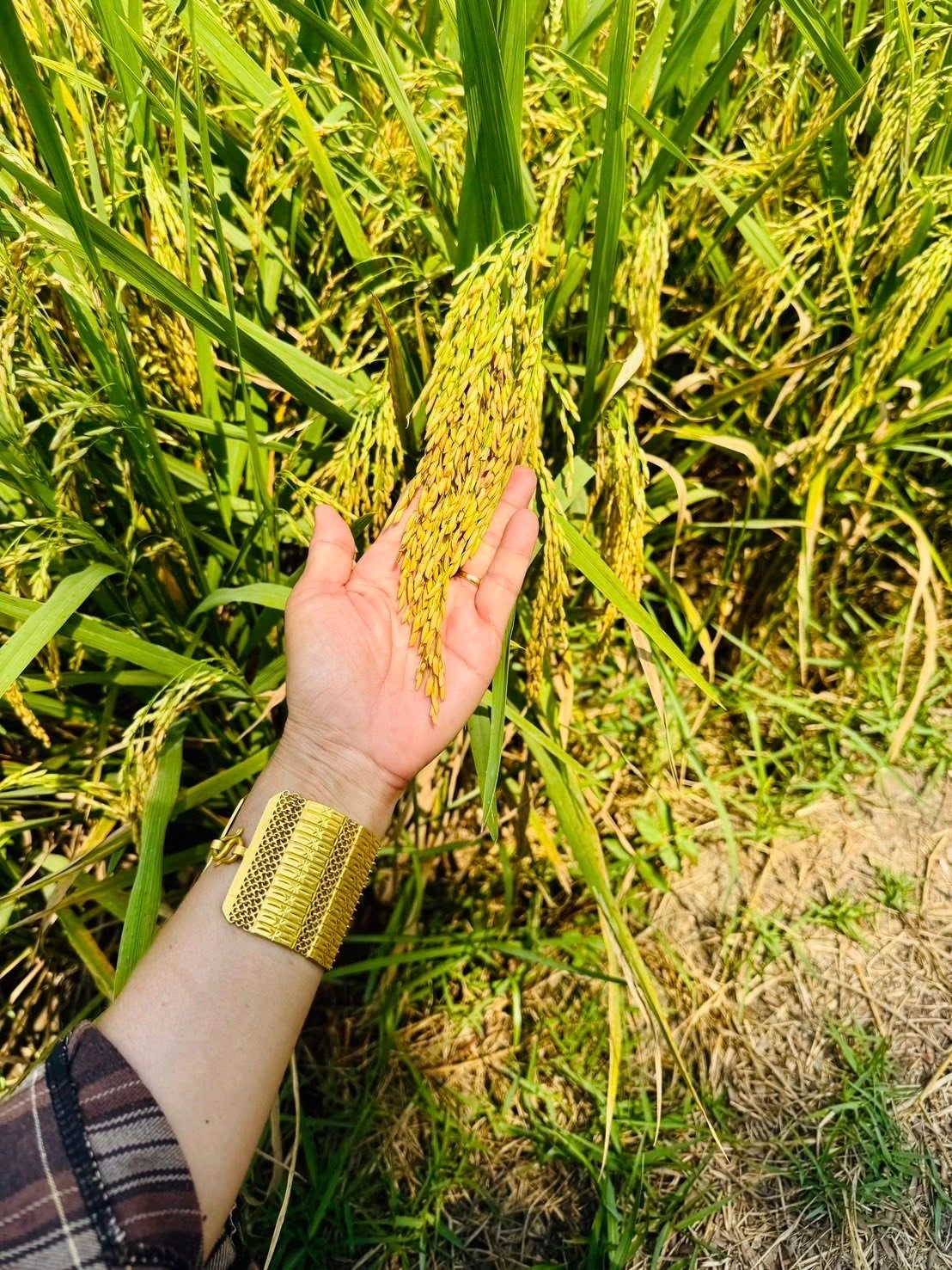 🌾 ข้าวไฮเทค (พร้อมแช่ 20 เม.ย.) 🌾