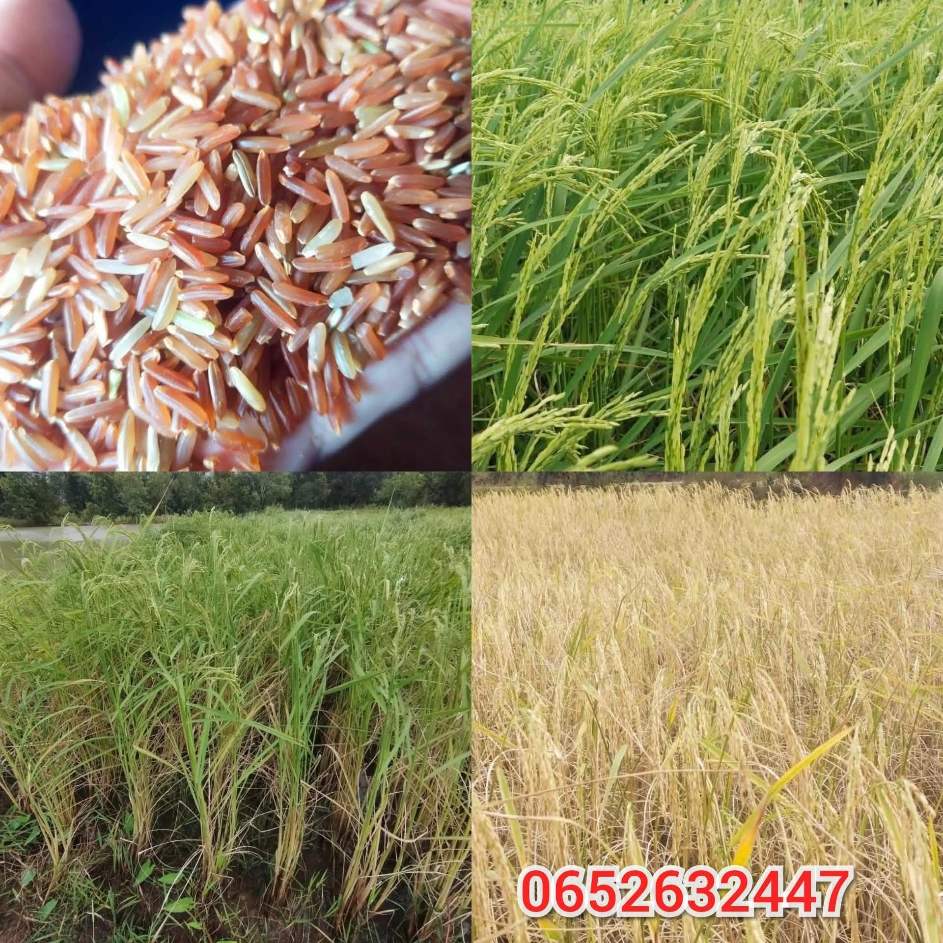 พันธุ์ข้าวหอมมะลิแดง