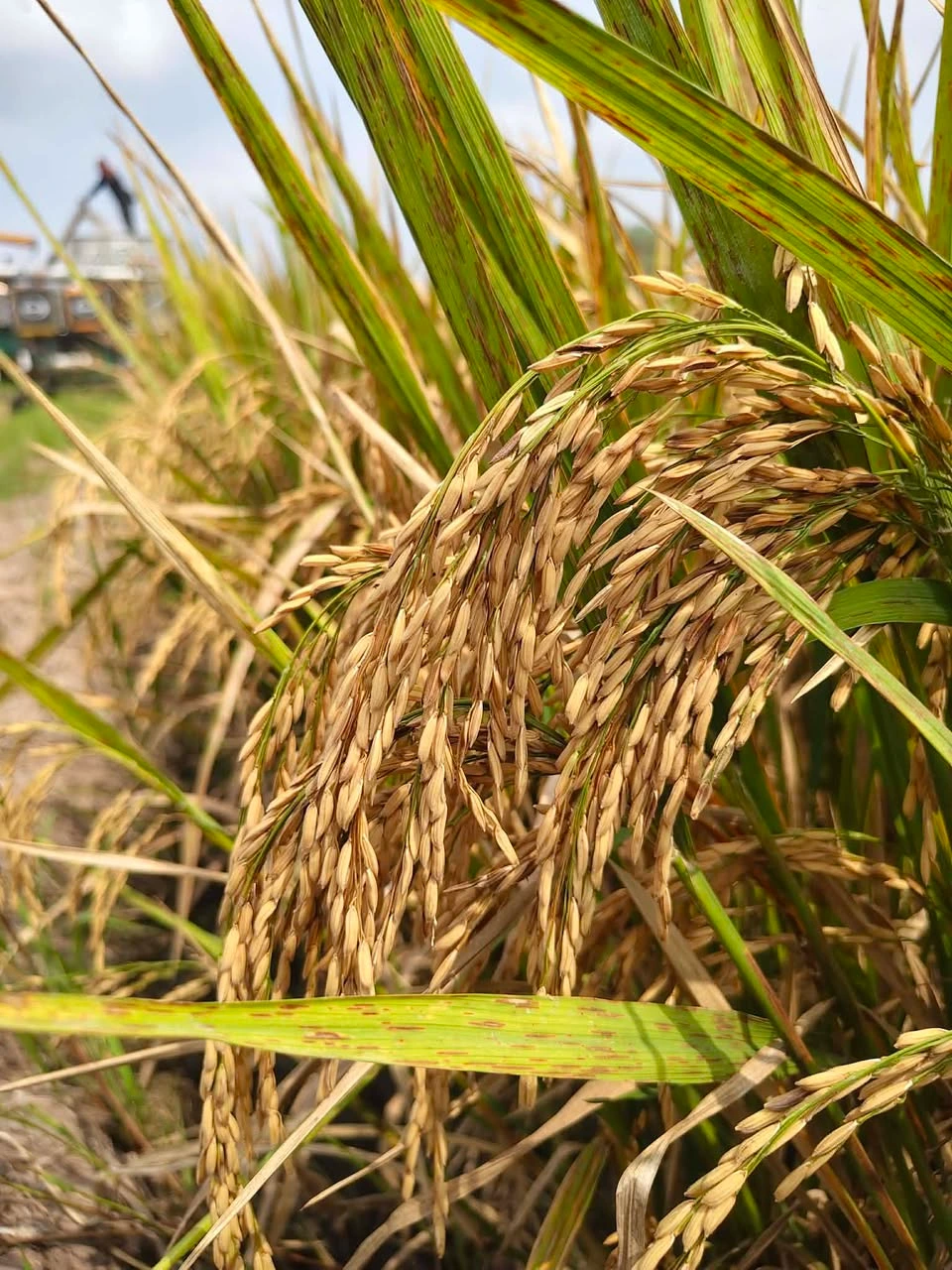 📣❤️เปิดรับออเดอร์พันธุ์ข้าวเพิ่มเติม เป็นข้าวสายพันตรง แปลงนาดำ จากสายการผลิตของทางร้าน มีสายพันธุ์ให้เลือกมากมาย 2