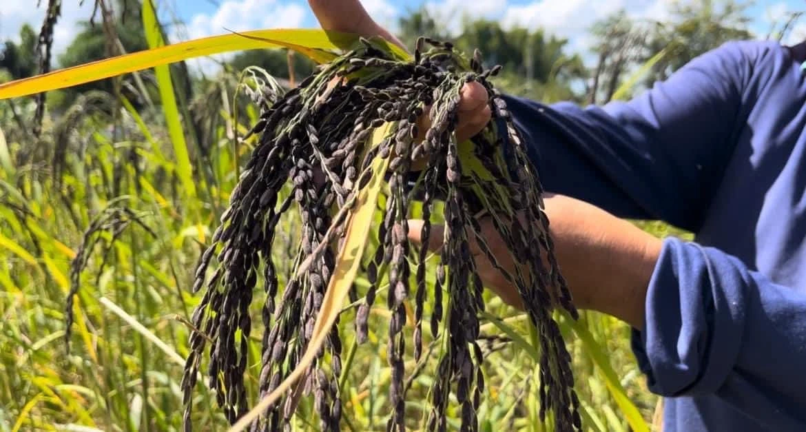 สนใจโทร 📞 0870493979 2