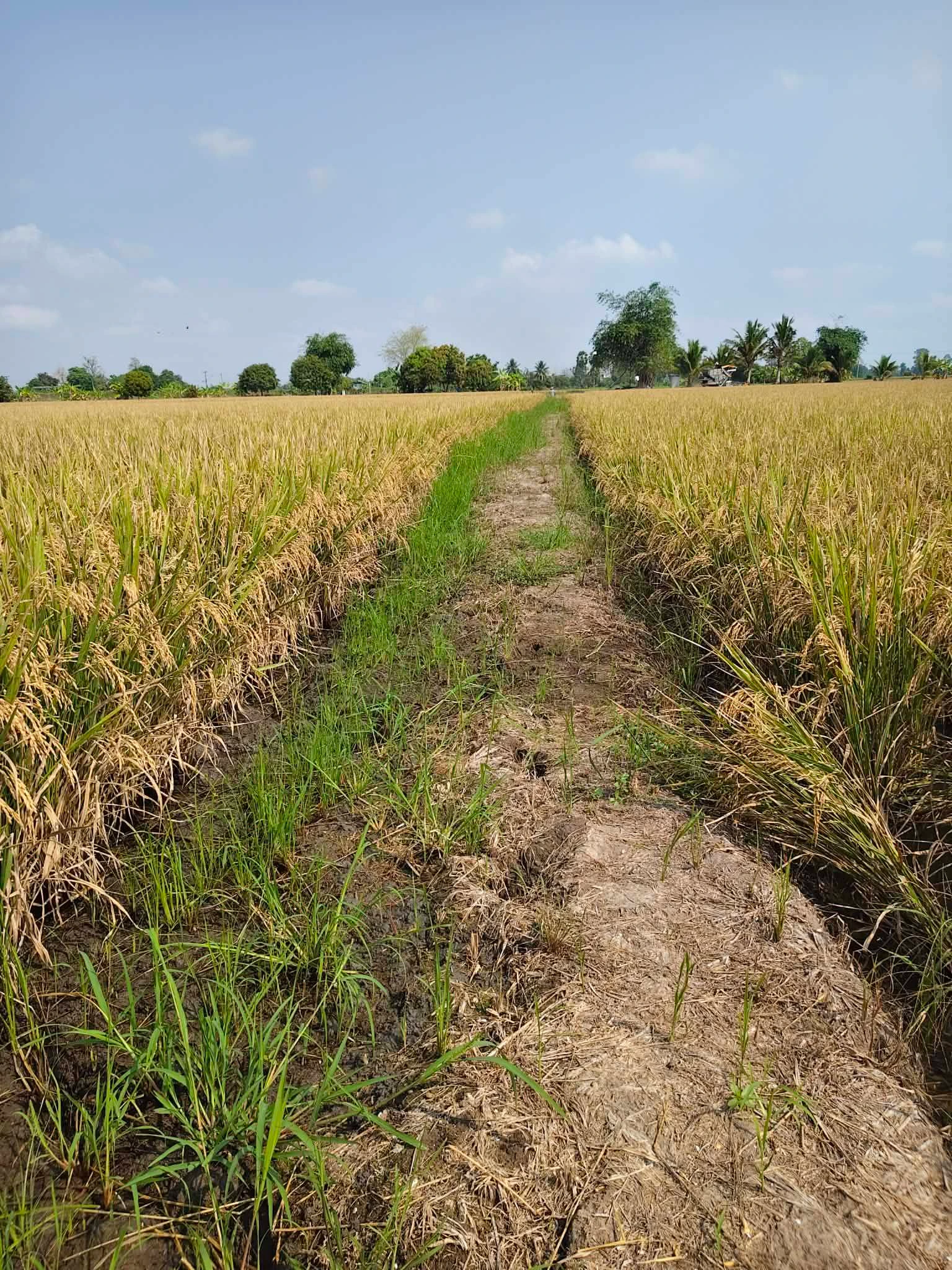 📣❤️เปิดรับออเดอร์พันธุ์ข้าวเพิ่มเติม เป็นข้าวสายพันตรง แปลงนาดำ จากสายการผลิตของทางร้าน มีสายพันธุ์ให้เลือกมากมาย 5