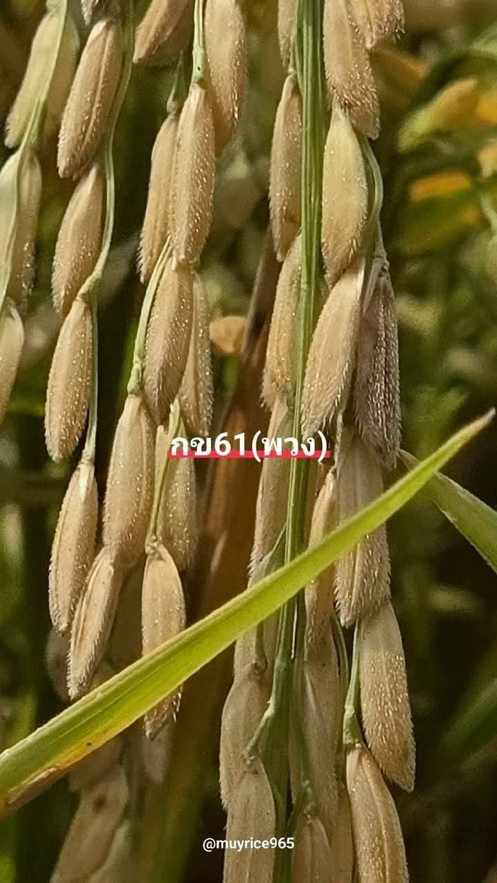 ร้าน ช.พันธุ์ข้าว (วิศวเกษตร) โกรกพระ ร้านหยุดทุกวันอาทิตย์ 3