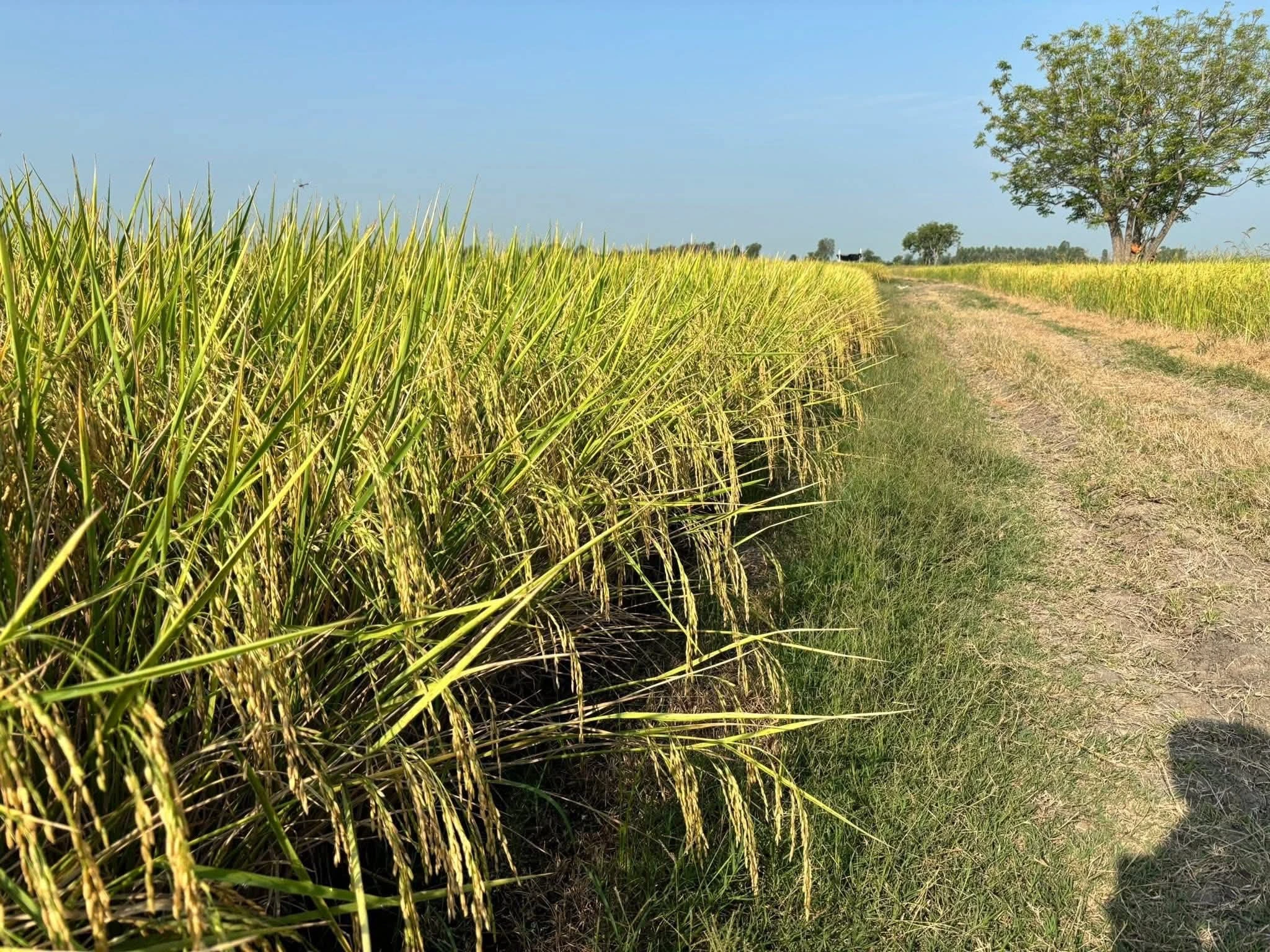 🌾พันธุ์ข้าวปลูก นาดำแท้100% จากชัยนาท 4