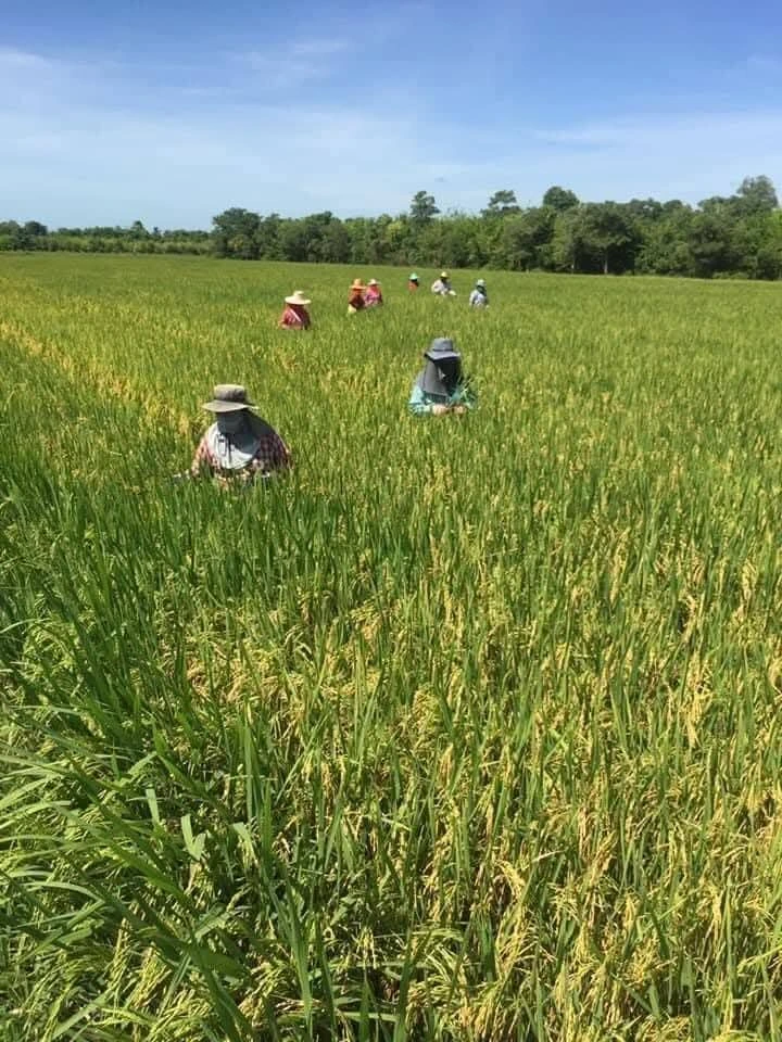 เมล็ดพันธุ์ข้าวพร้อมแล้วจ้า 3