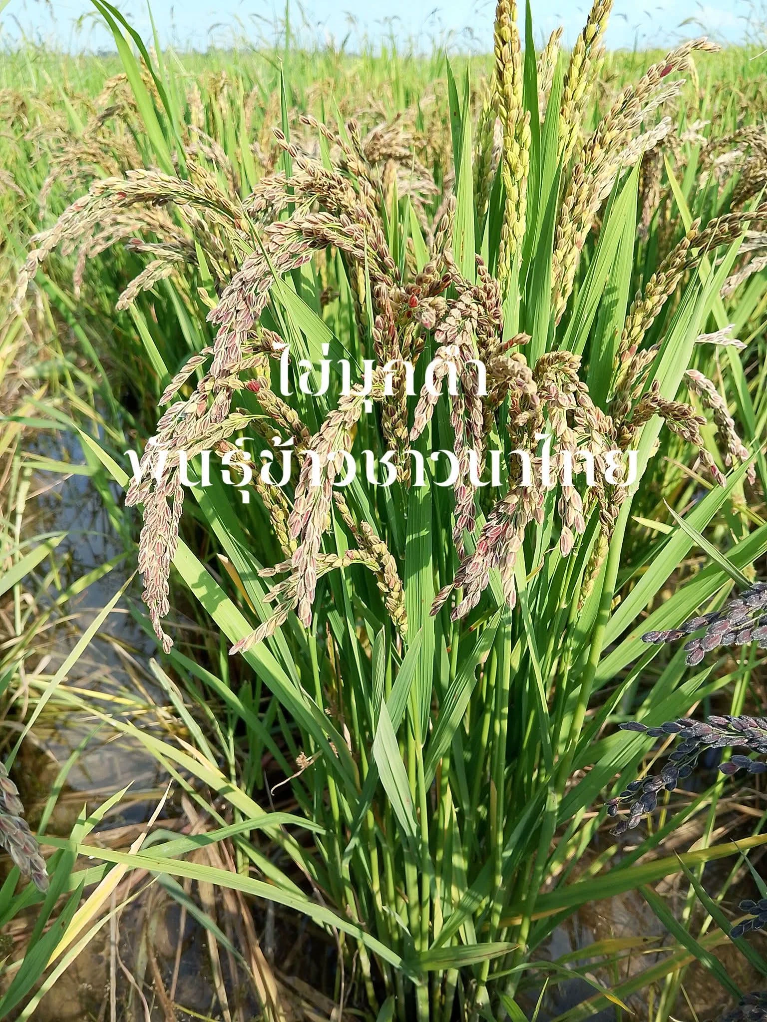 ต้องมีไว้ซะแล้ว ข้าวญี่ปุ่นสายพันธุ์  ไข่มุกดำ