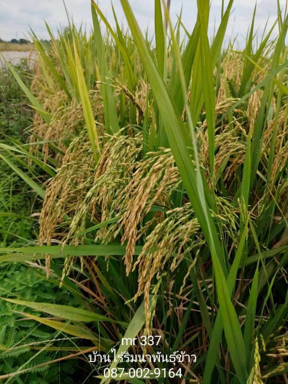🌾#เมล็ดพันธุ์ข้าวปลูก #mr337 3