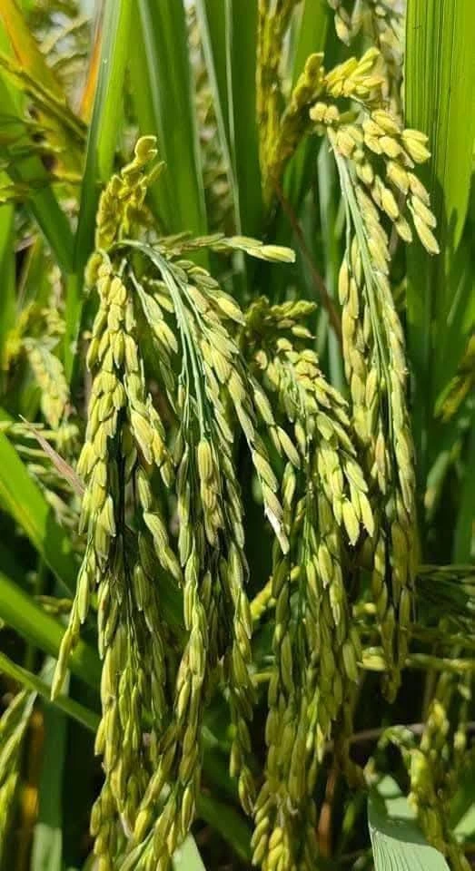 ข้าวเหนียวนาปี น่าน59 เบอร์18 ชั้นพันธุ์ขยาย 🌾📌 3