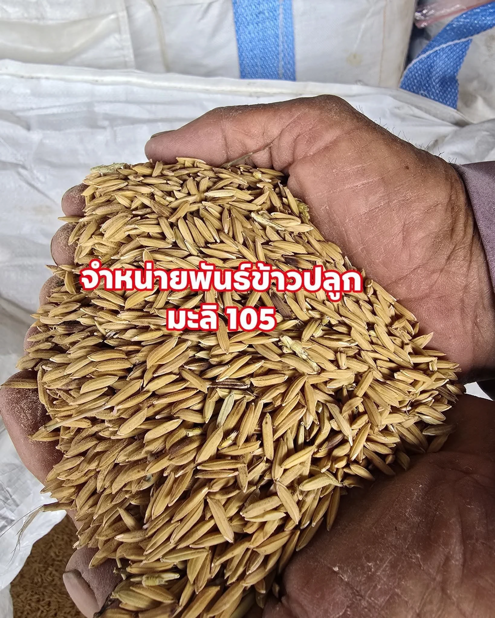 #จำหน่ายพันธ์ข้าวปลูกมะลิ105
