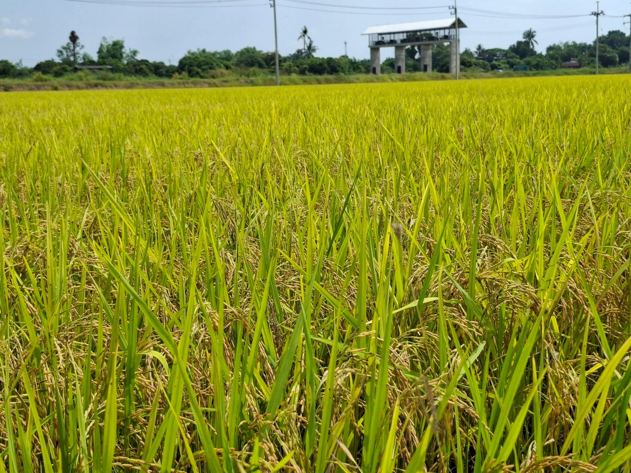 เมล็ดพันธุ์ข้าวพร้อมแล้วจ้า