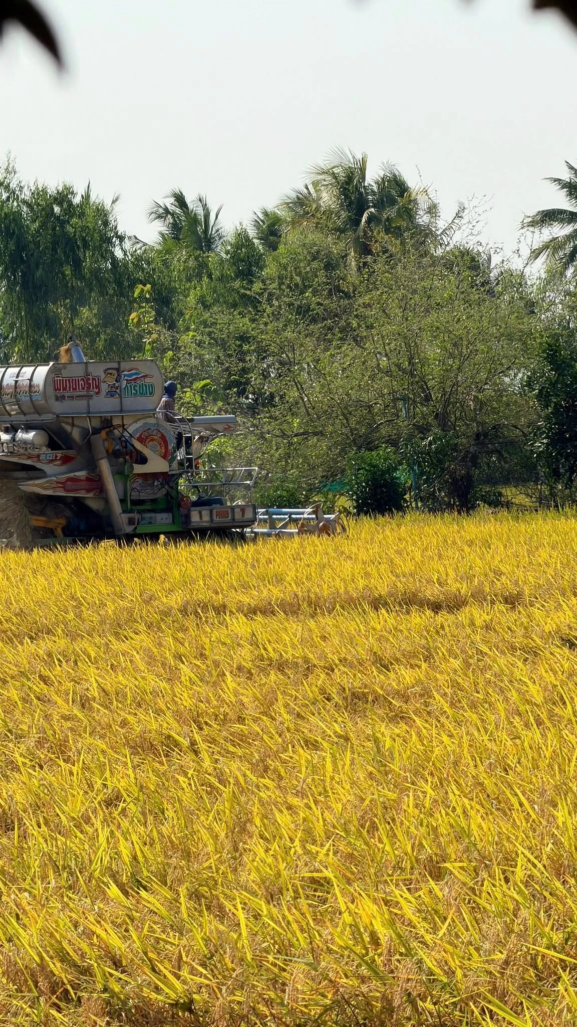 🌾 ข้าวปลูก นาดำ 100% 🌾 5