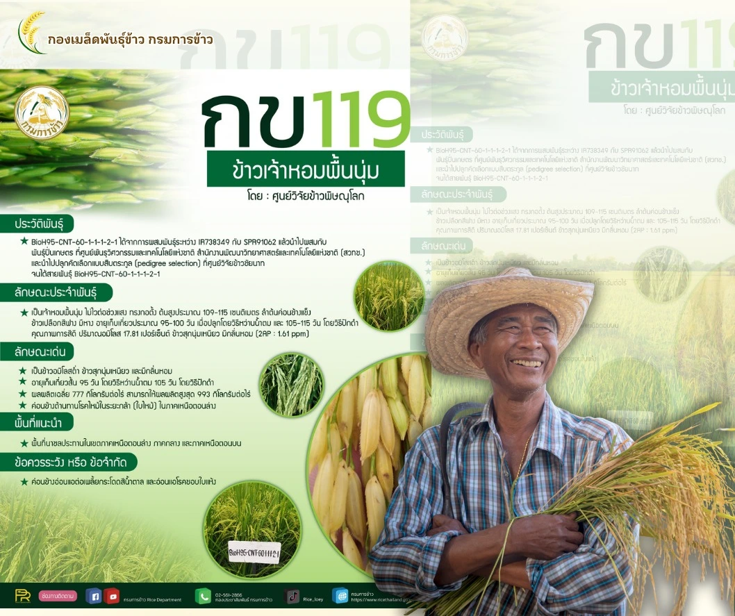 🌾📣 ข้าวเจ้าหอมพื้นนุ่ม "พันธุ์ กข119" พันธุ์ข้าวที่กรมการข้าวรับรอง 2