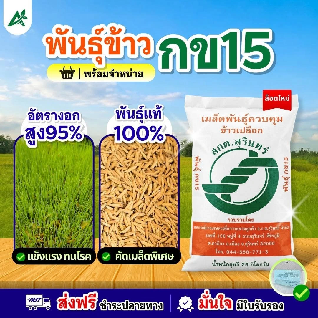 🌾 เมล็ดพันธุ์ข้าว กข 15 🌾 ตัวจริงเรื่องนาปี