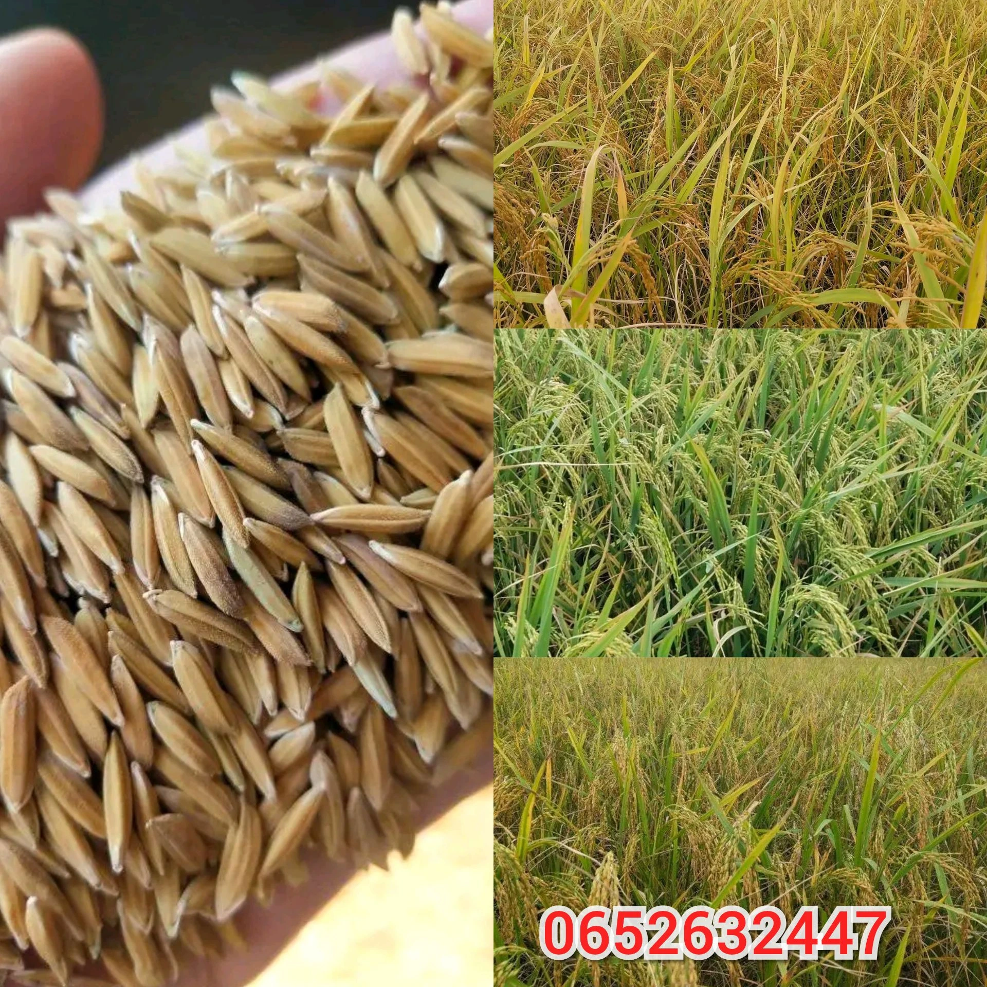 ข้าวเหนียวอุบล2