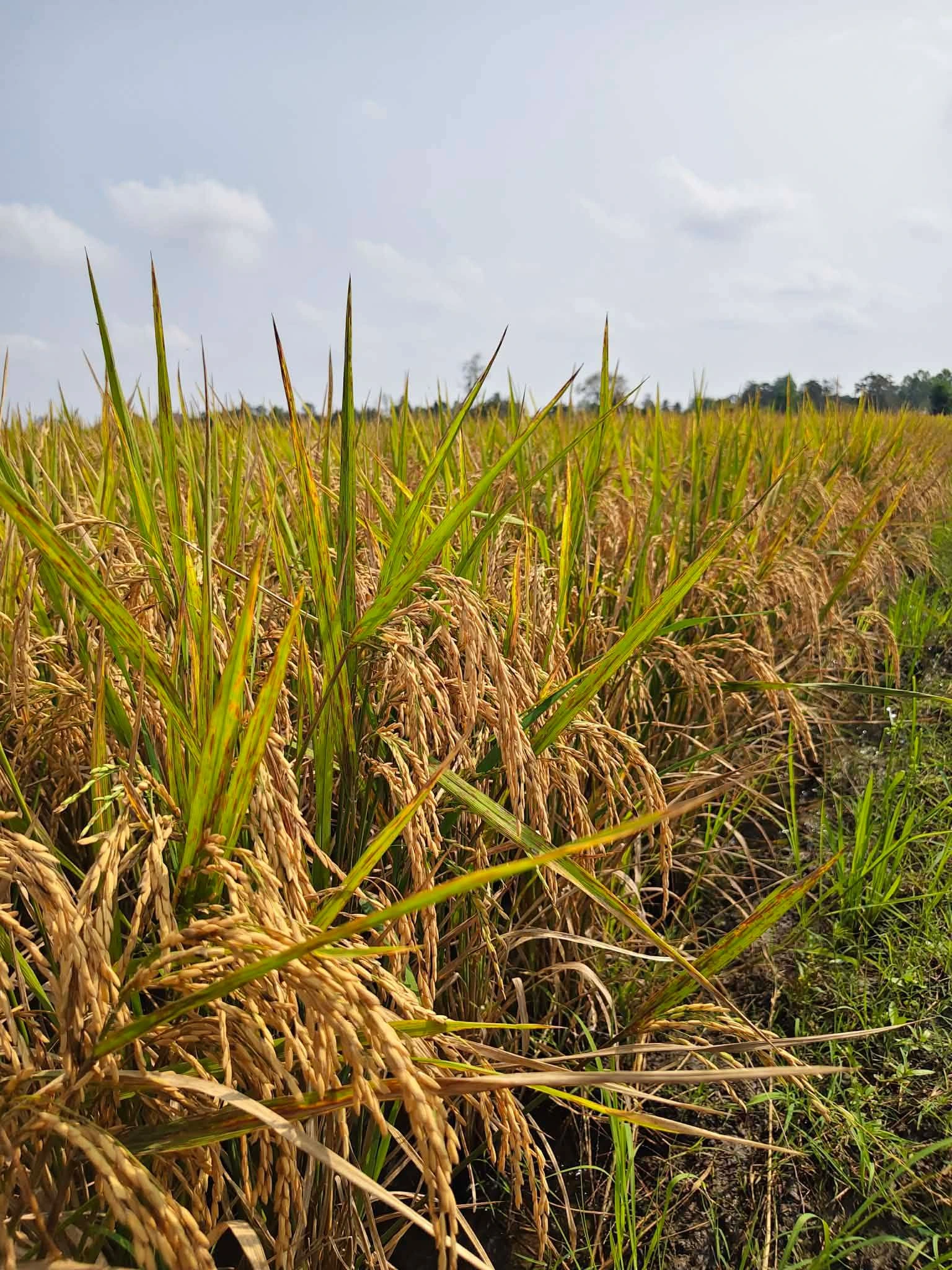 📣📣เปิดฤดูกาลทำนาในช่วงน่าแล้ง 2