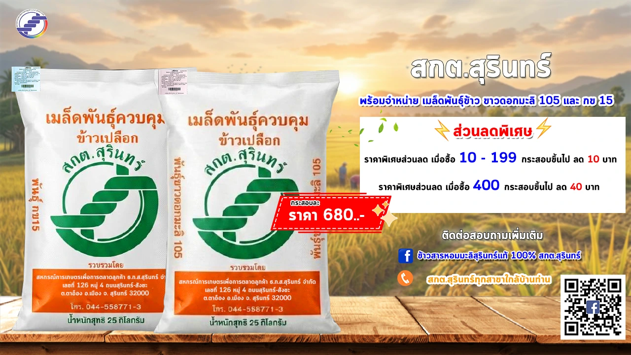 ✨✨ เมล็ดพันธุ์ข้าวสกต.สุรินทร์ ✨✨