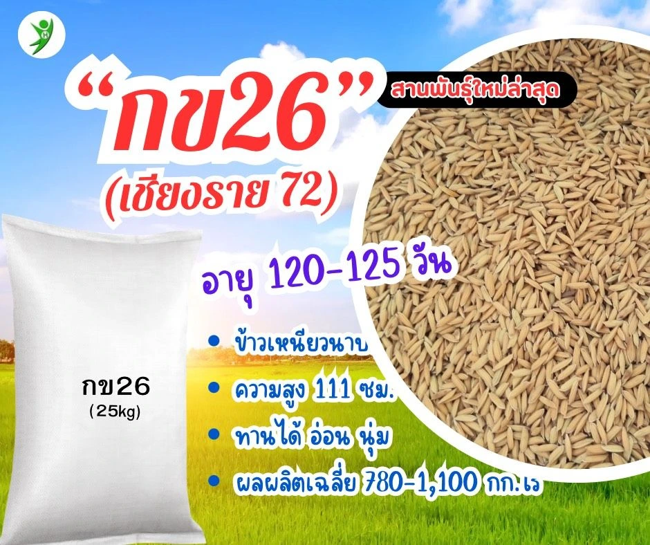 ข้าวเหนียวนาปรัง กข26 (เชียงราย72)
