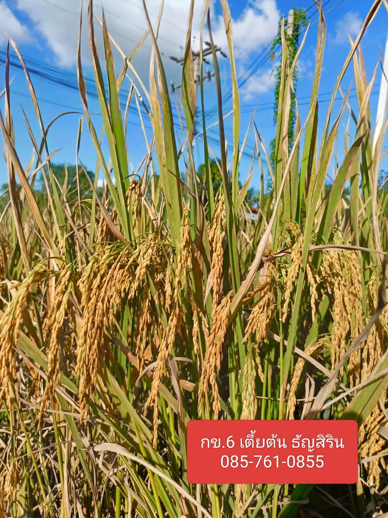 🌾#กข6ต้นเตี้ย🌾#ธัญสิริน