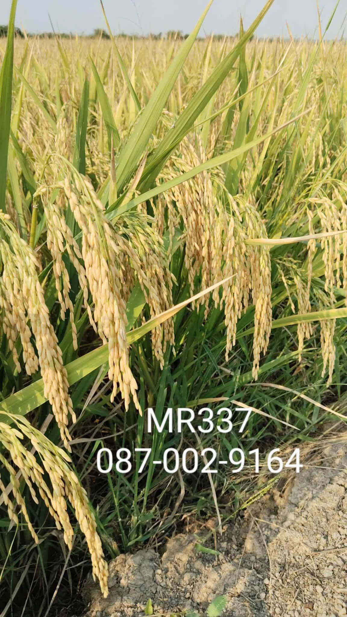 🌾#เมล็ดพันธุ์ข้าวปลูก #mr337 4