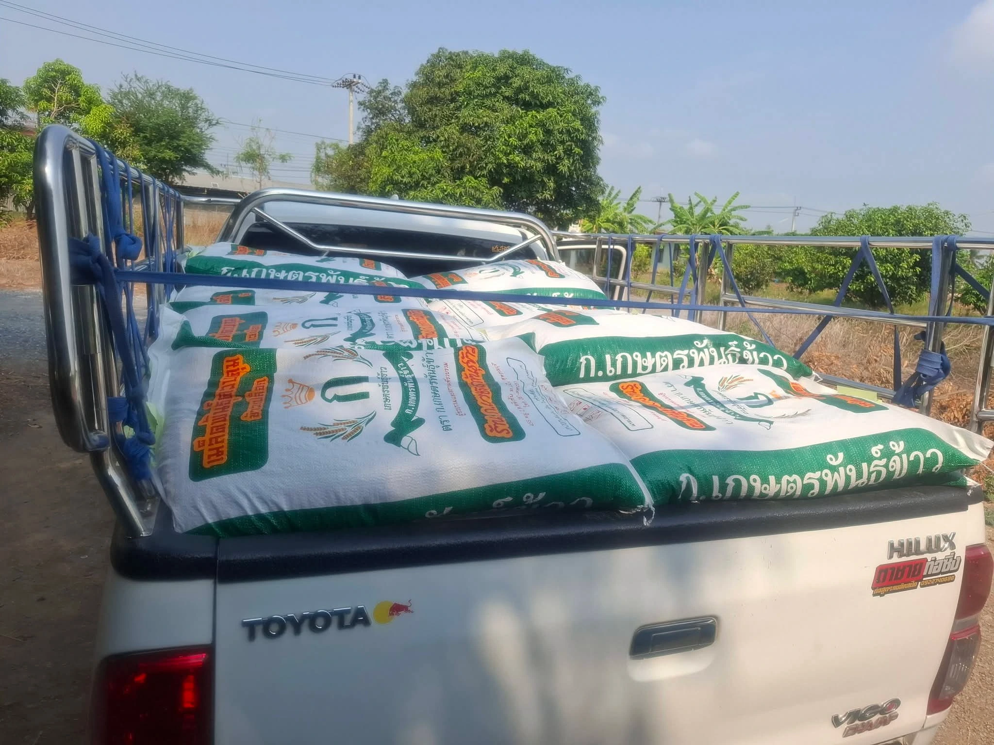 เมล็ดพันธุ์ข้าวพร้อมแล้วจ้า 4