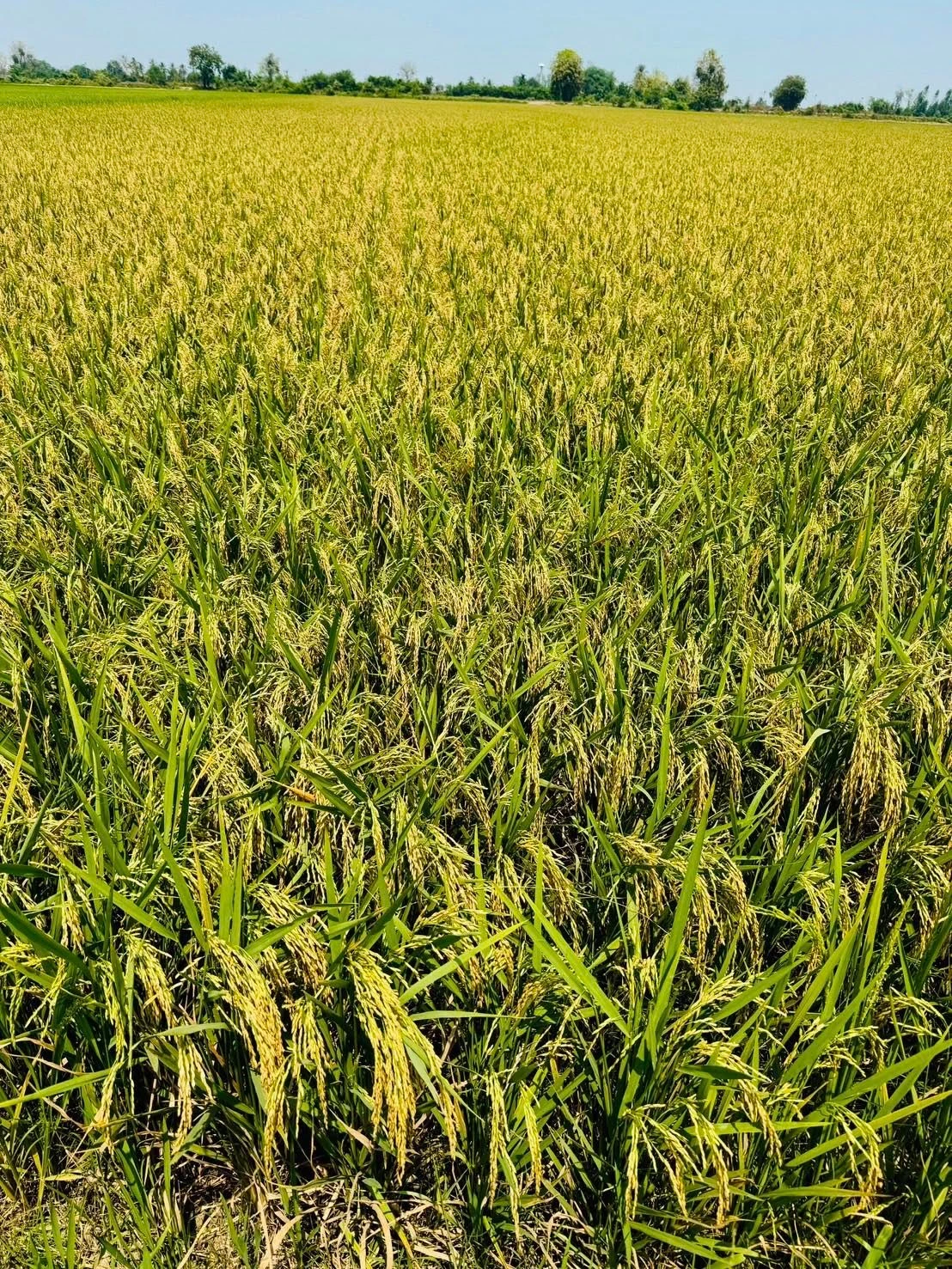 🌾 ข้าวไฮเทค (พร้อมแช่ 20 เม.ย.) 🌾 2